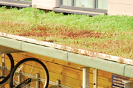 green roofs